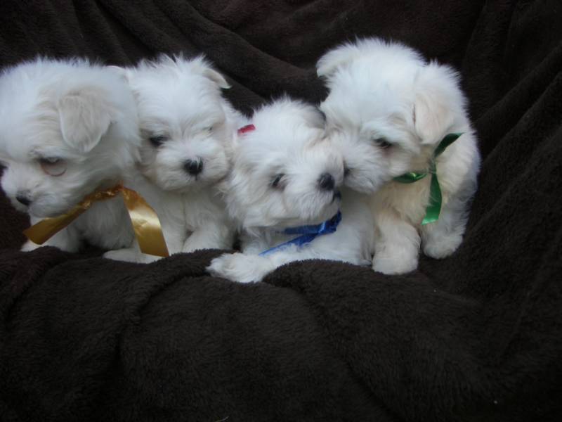 Shih+tzu+maltese+puppies+for+sale
